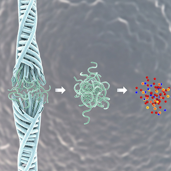 Kolagen Hydrolizowany co to